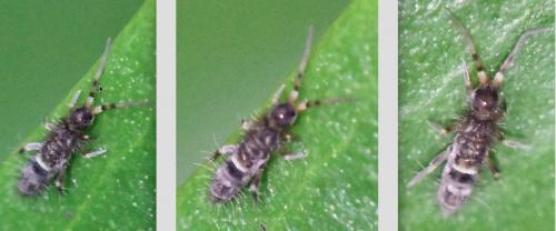 Réf. 273 030 : Orchesella cincta